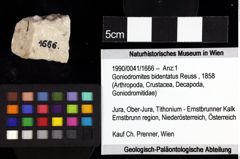 Foto (Objket + Etiketten) von Goniodromites bidentatus (Reuss, 1858) 